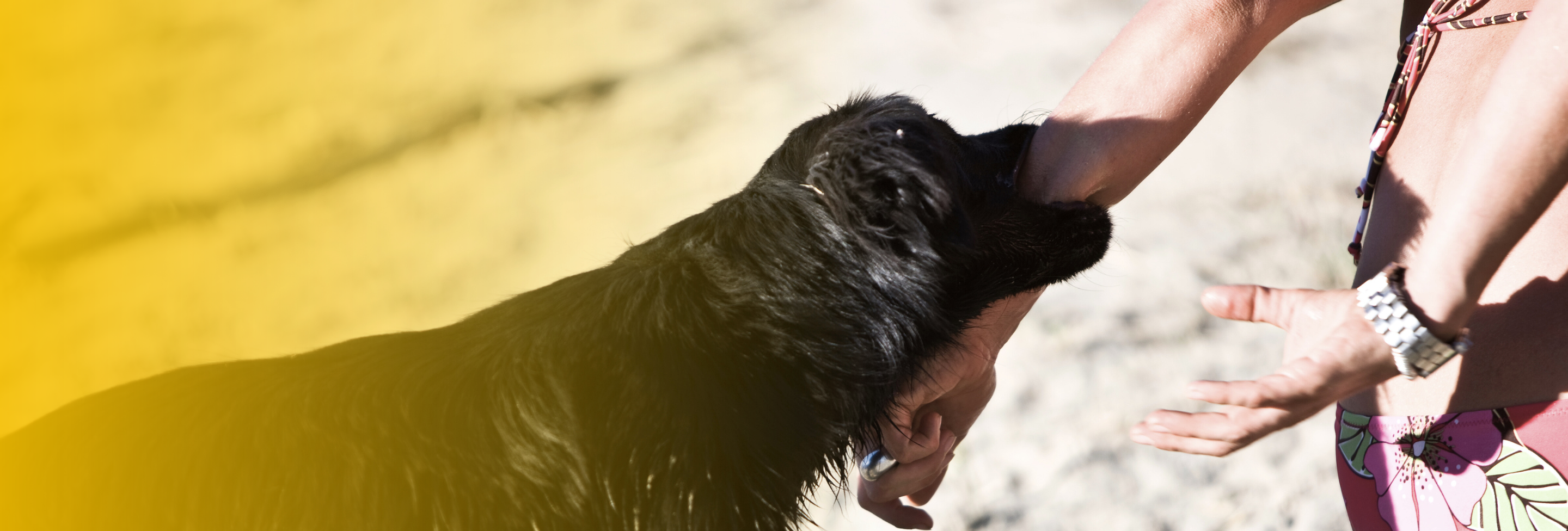 dog-bite-hand-injury-portsmouth-nh-lawyer