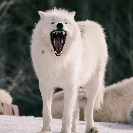 domesticated_animals domesticated_animals