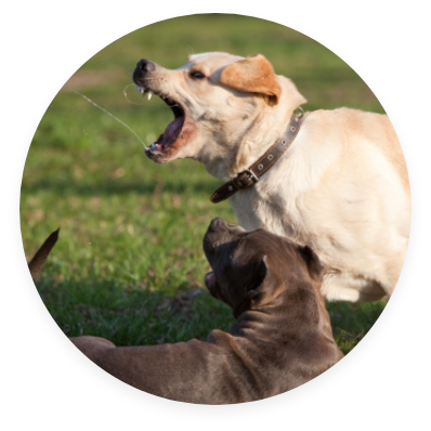 Barking dog