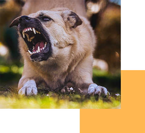 Dog Bite 2