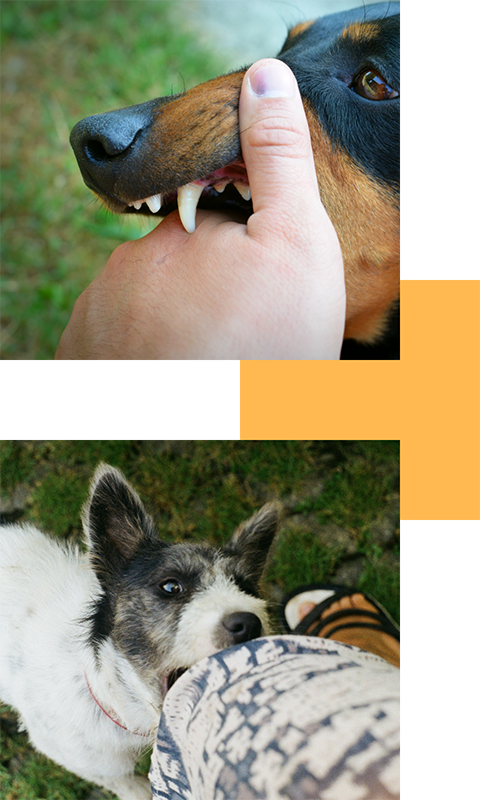 Dog bite 3
